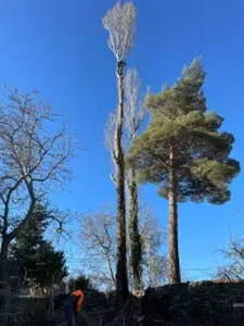 Tala y poda de árboles en altura Badajoz Podas y talas de árboles en altura Badajoz