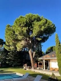 Tala y poda en Altura de árboles en Badajoz y provincia